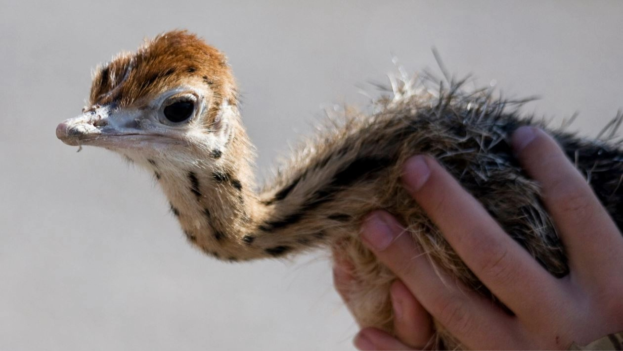 Zarah Leander museet och Vikbolandets strutsfarm